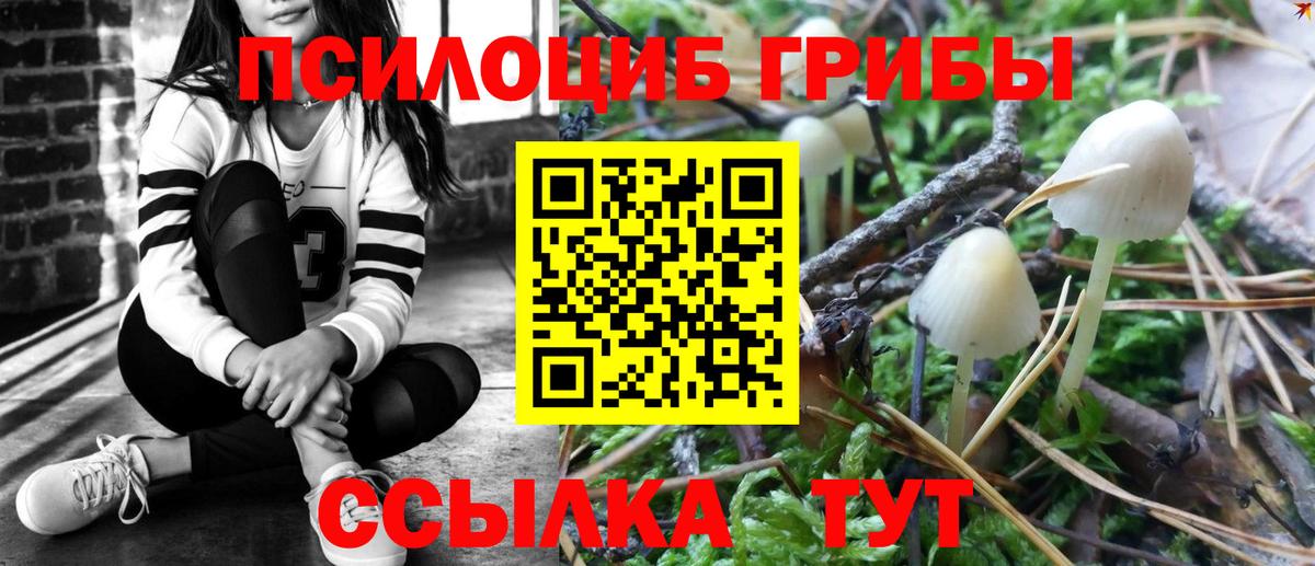 купить наркотики цена  Вход с VPN  Нововоронеж  Псилоцибиновые грибы MAGIC MUSHROOMS 